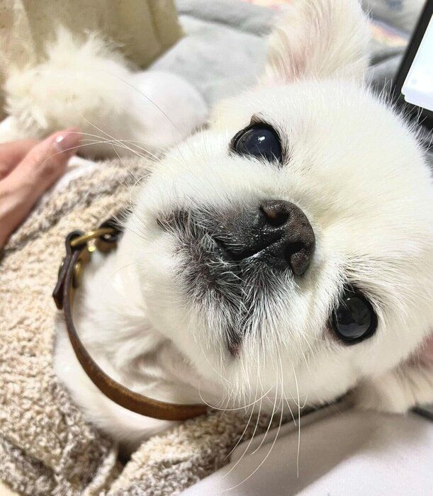 見つめる雪ちゃん