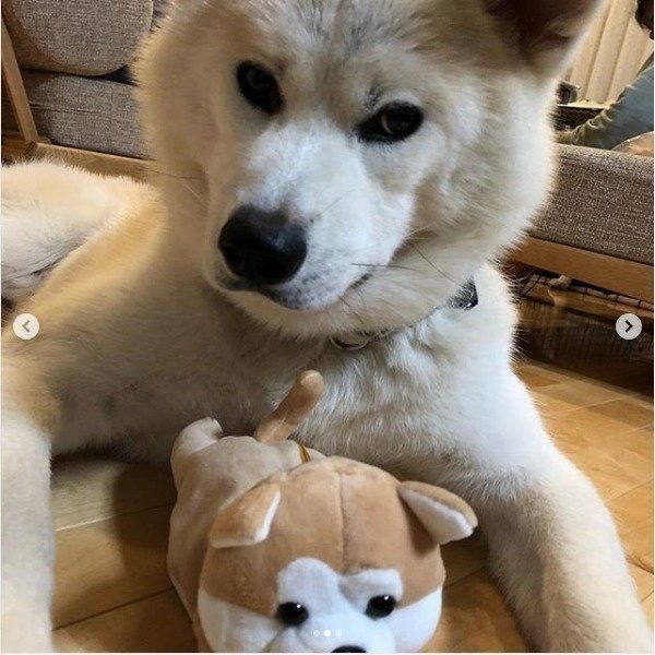 秋田犬