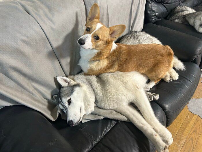 リクくんの上に乗るロアくん