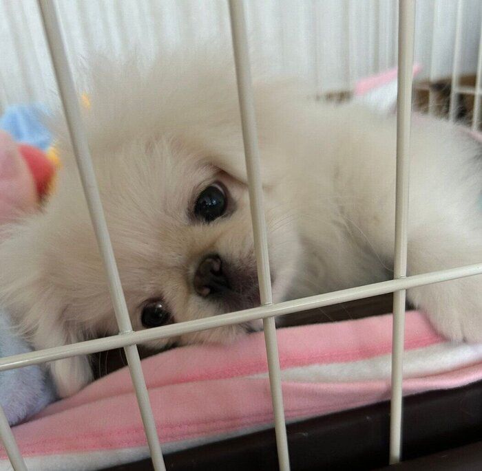 お迎えして2日目のぺっぺちゃん