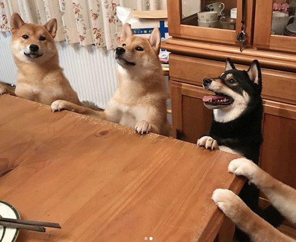 見つめる柴犬