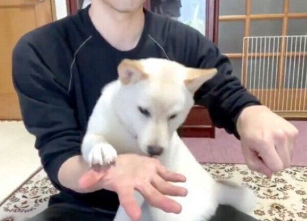 おやつがどっちに入っているのか、当てるゲームをするはるちゃん