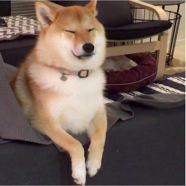 柴犬