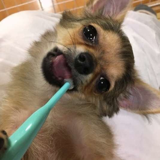 チワワ