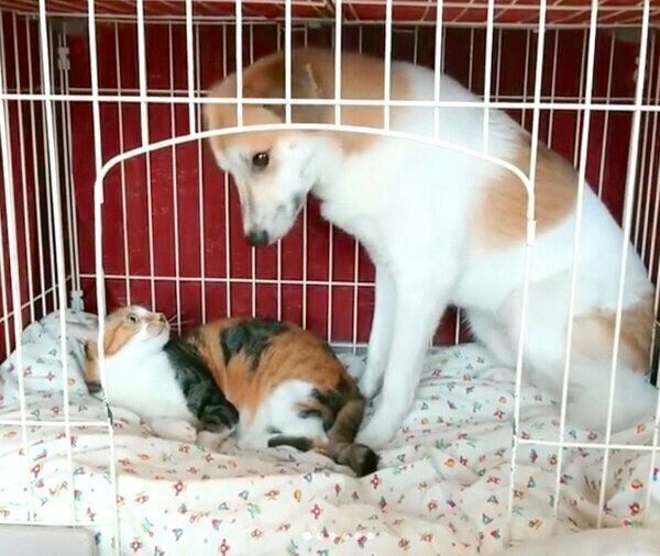 チコちゃんにケージを占拠されてしまったコロちゃん