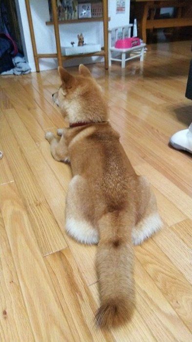 柴犬②