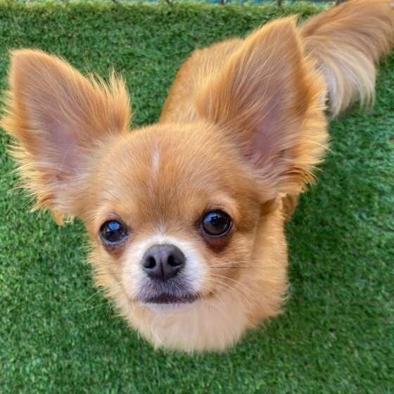 愛犬を病気から守るためにも混合ワクチンは必要なもの
