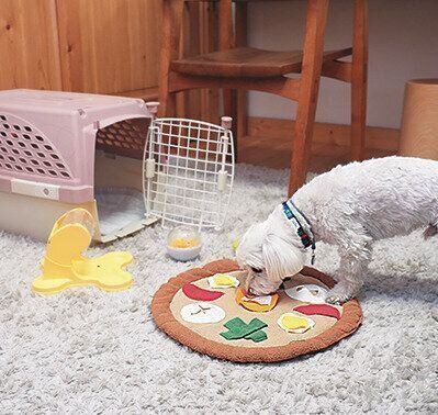 知育おもちゃで遊ぶ犬