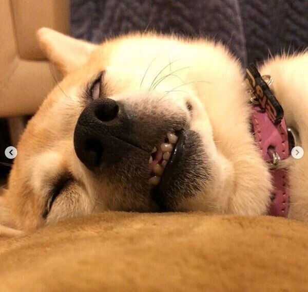 白目になるきなこちゃん