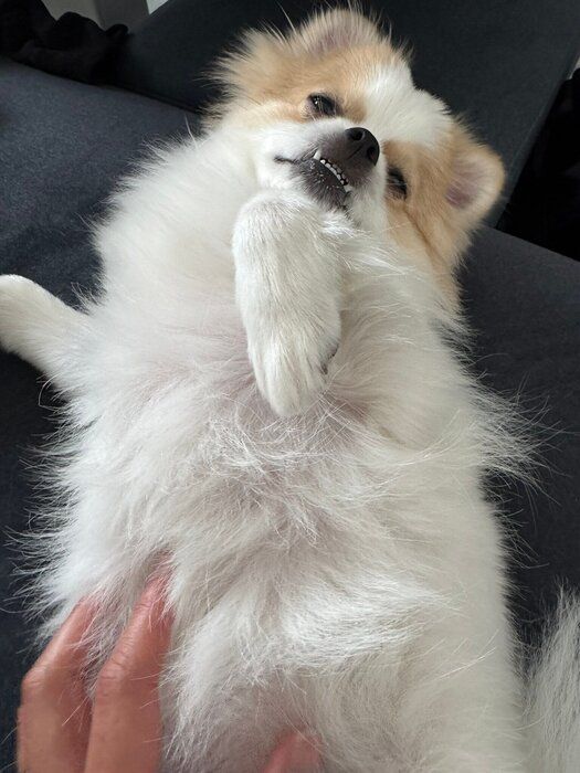 生後10カ月の犬