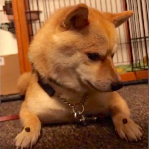 待てるワンコ