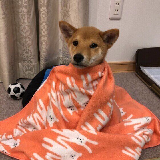 犬が冬太りするってホント?冬に太りやすい犬の対策 いぬのきもち