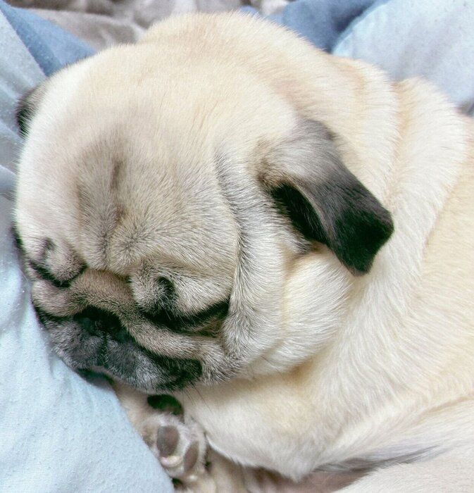 飼い主さんの足の間で眠るむむくん