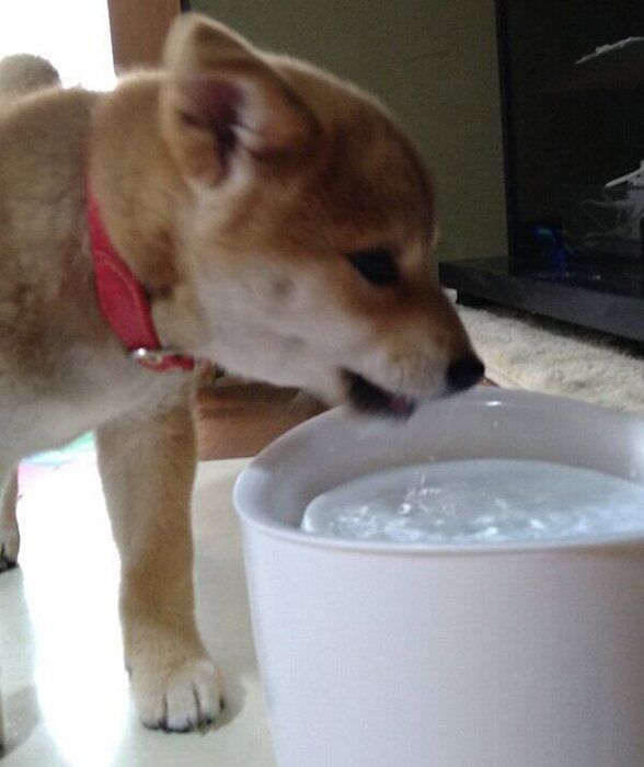 水を飲むこまちちゃん