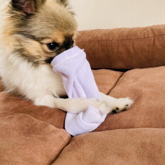 靴下で遊ぶ犬