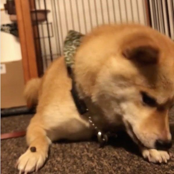 待てるワンコ