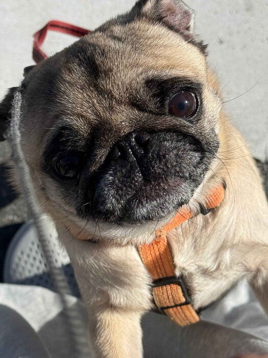 抱っこをおねだりしている様子の犬