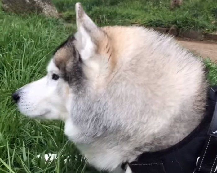 遠くを見つめるシベリアン・ハスキー