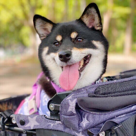 いぬのきもち チャンスイット