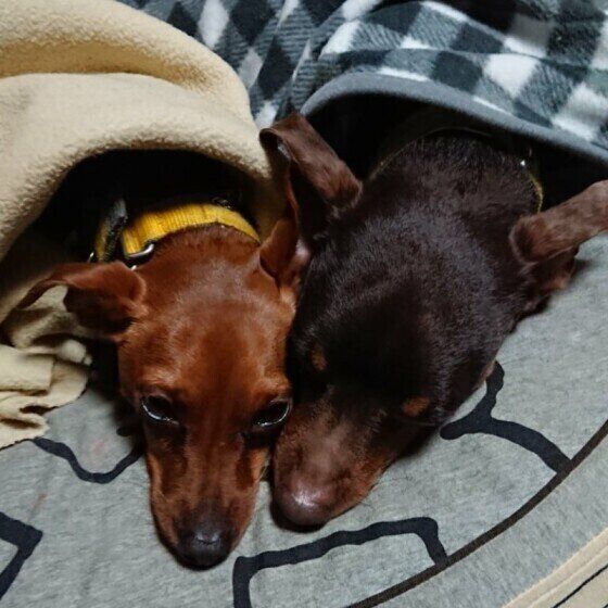 ミニチュア・ピンシャーのSainくんと同居犬Loupくん