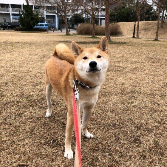 柴