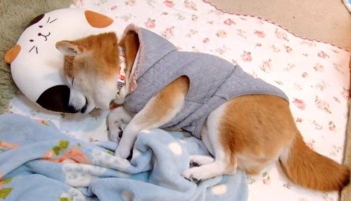 眠る柴犬