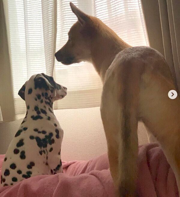 窓の外を見つめるカイトくんとタルちゃん