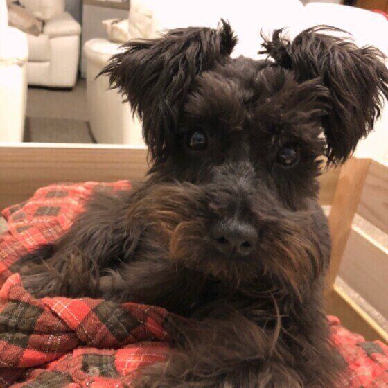 ミニチュア・シュナウザー