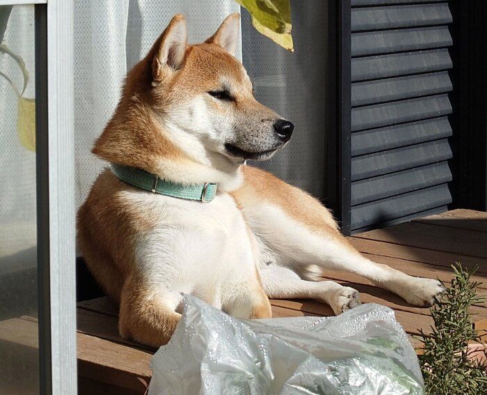 庭でまったりする竜太くん