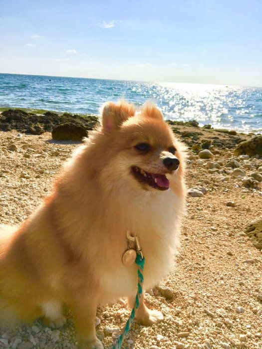 海をバックに可愛いポメラニアン