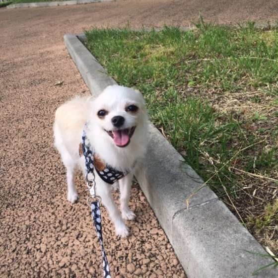 MIX犬の散歩