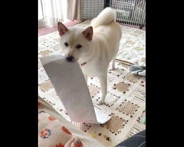 イタズラするはるちゃん