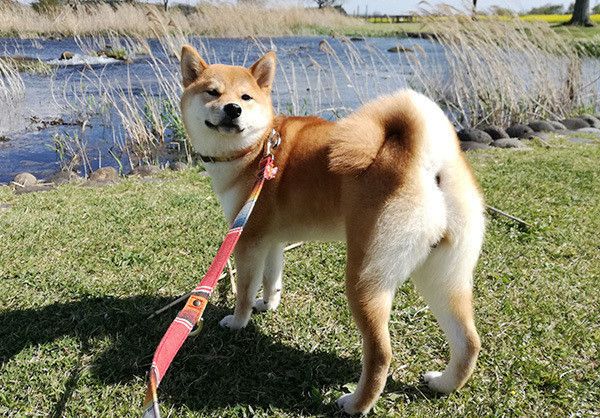 散歩する柴犬