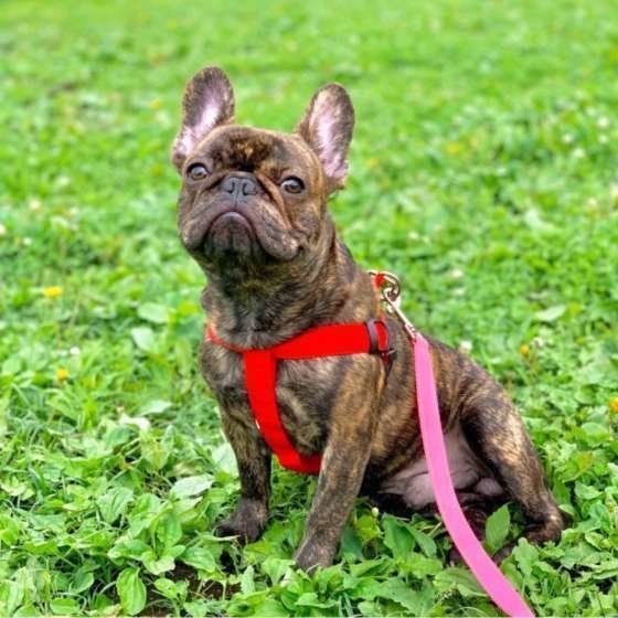 お散歩する犬