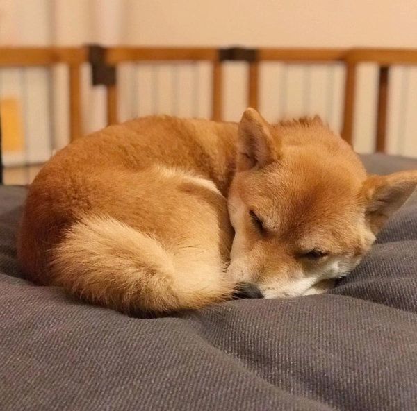 ぐっすり眠る豆柴