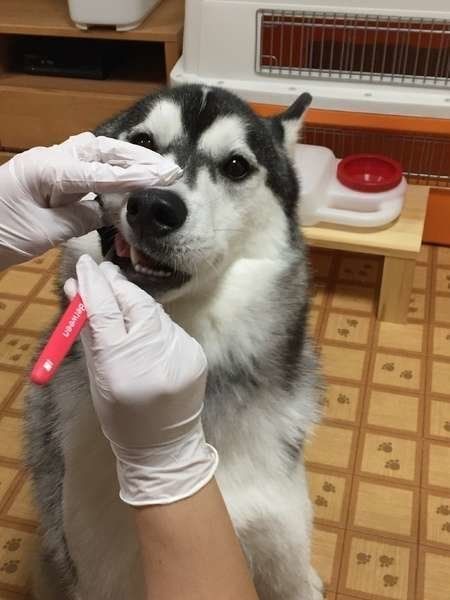 シベリアン・ハスキー