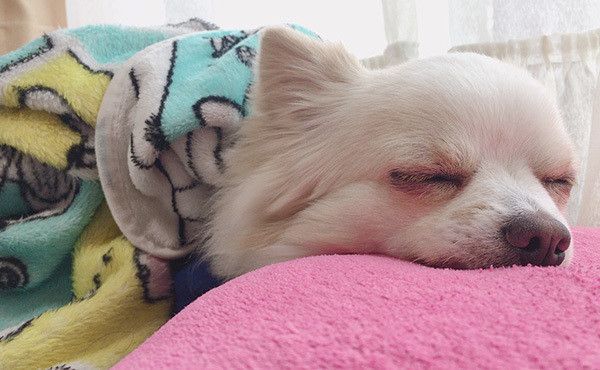 眠るチワワ