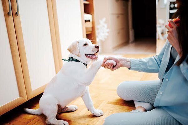 飼い主さんと犬