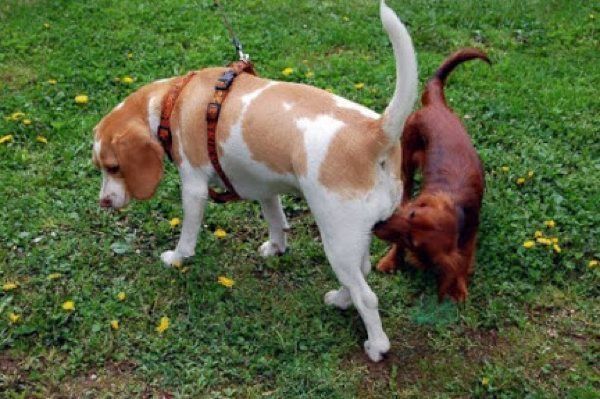 おしりにニオイを嗅ぐ犬