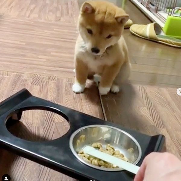 ごはんを待つ豆柴