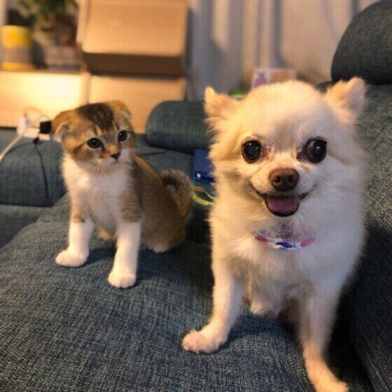チワワ