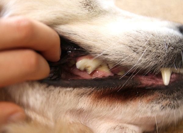 若い頃におもちゃで破折したシニア犬の臼歯(筆者提供)