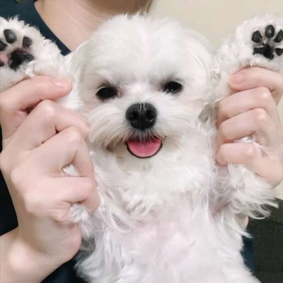 マルチーズのあもちゃん