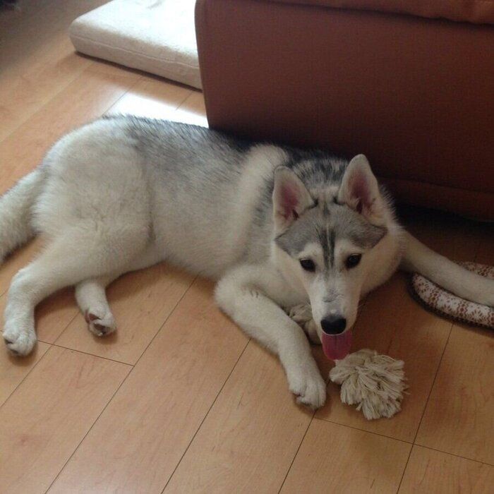 お迎えから3年がたった頃のしゃるむちゃん