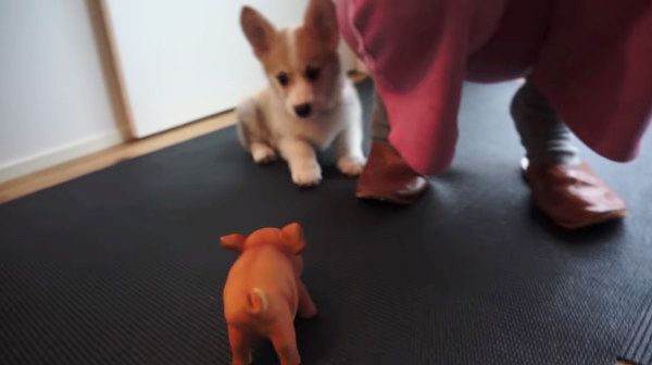 ぶたさん