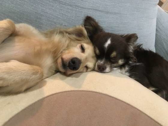 寄り添う犬