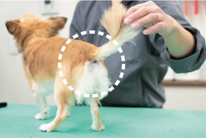 どんな犬でも油断は禁物