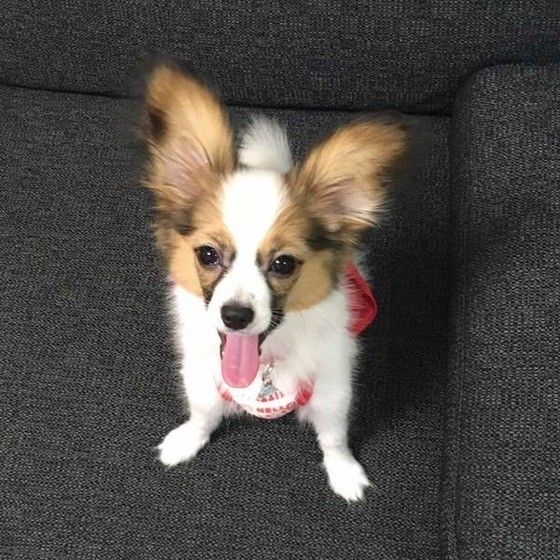 見つめるパピヨン