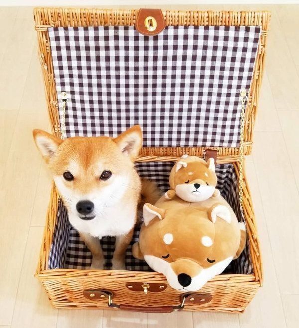 ぬいぐるみと豆柴