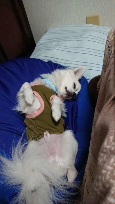 チワワ